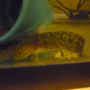 lil baby wildtype gfp. Don't mind the dirty tank, its pond silt, not waste. I'm cleaning it out, bit by bit.