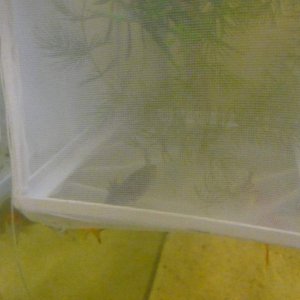 you can barely see my Melanoid, Stubby, in his temporary mesh home. The fish are interested in the food pellets within the mesh, and they, erm, "clean