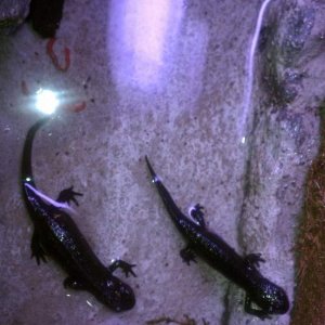 salamander 1 & wild man