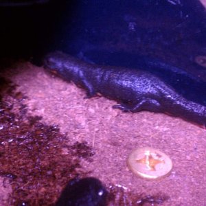 salamander 1