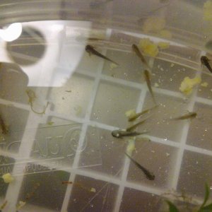 Before you ask... the yellow stuff is egg yolk - I was desperate, dud batch of brine shrimp, wouldn't eat bloodworm, and the aquarium guy suggested eg
