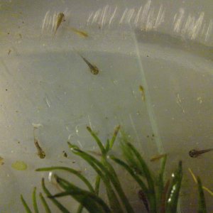 5 days after the first hatching...