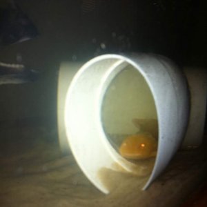 Peeking out