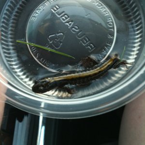 houdini may11 2011