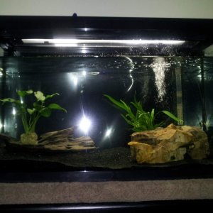 September 15, 2011

Over a week later, the water truly has cleared up: the ornaments and whatnot are now visible. I have deduced that the cloudiness w