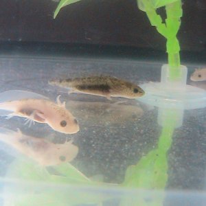 Myster Dot & bubbles chillin