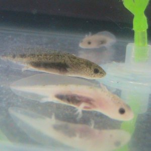Sneakin up slowly

~Myster Dot & Bubbles