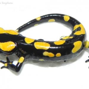 Salamandra algira.png arous