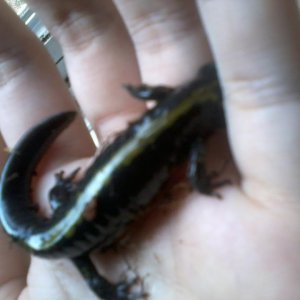 houdini sep21 2011
trying to burrow through my fingers, teehee