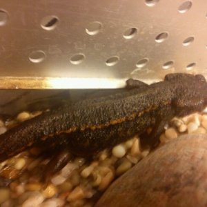 Coarse gluck newly out of water