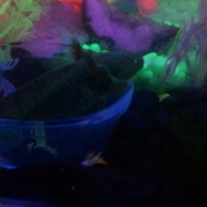 Axie chills in the feeding dish