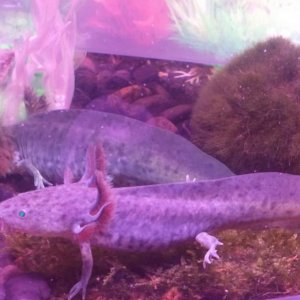 4" Axies
