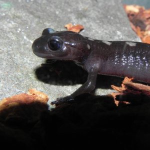 Salamandra algira tingitana ( Taleta tagramt )