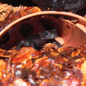 Salamandra algira tingitana ( Taleta tagramt )