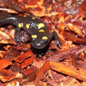Salamandra algira tingitana ( Taleta tagramt )