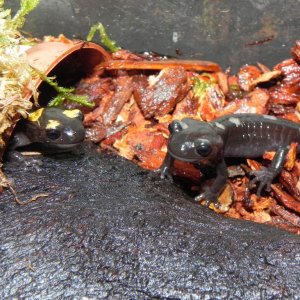 Salamandra algira tingitana ( Taleta tagramt )
