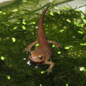 Cynops cyanurus juvenile