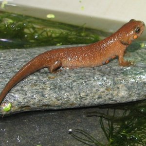Cynops cyanurus juvenile