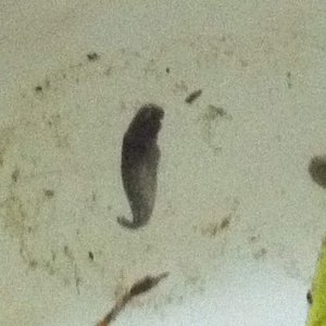 embryo in day 7-8