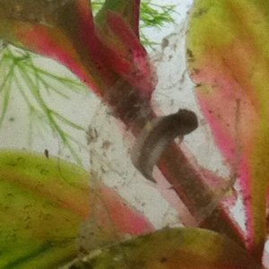 embryo in day 12