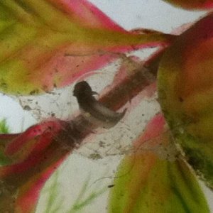 embryo in day 12