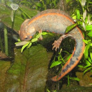 egg-thieving  female