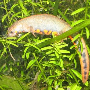 female preying on eggs