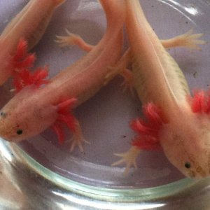 The three albinos, named Ghost, on the left, Rose and Doctor (middle and right) leucistics :D