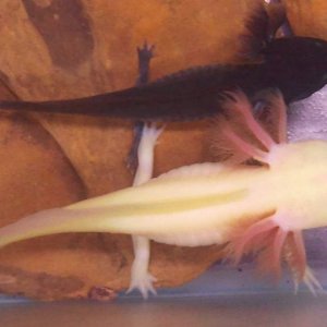 Toothless [gfp melanoid] & Glowstick [gfp leucistic]