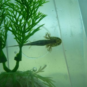 Lucky also one of Oprah's babies and 6mths old but did it hard in the outside pond over winter.