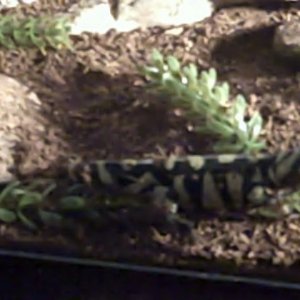 Herb1