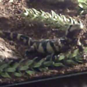 Herb2