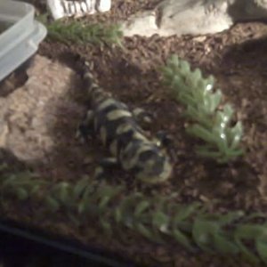 Herb4