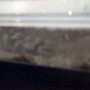 Blurry, but you can see him enjoying himself in there.