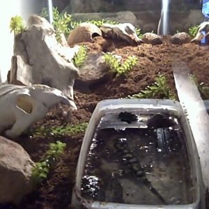 There are lots of places to dig and explore in here. Under the  driftwood sees some action. He doesn't hide in his hut while peeking out like he used 