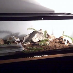 The full monty of the terrarium. There is plenty of room to grow in there. The desk lamp is for show, not heat. I like how he's happy at room temperat