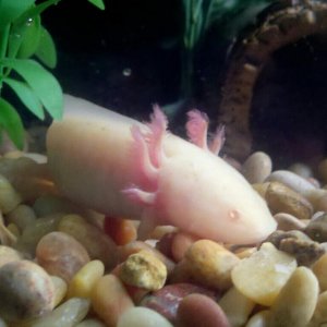 Lola Lotl 2