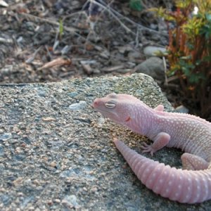 gecko