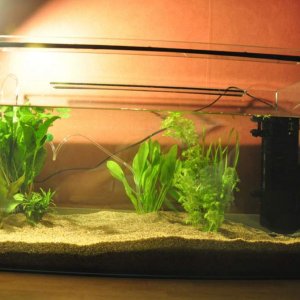 Entire Tank

It's 75x40x40 with a Fluval U3 filter.