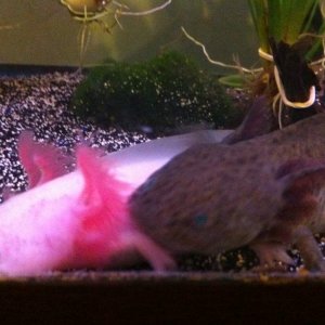 My two Axies