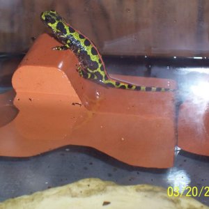 MarbledNewt
