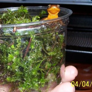 RoughSKinnedNewt