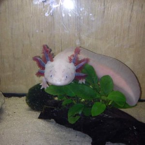 chilling on the anubias