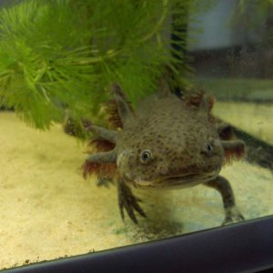 So tiny the little snapper!