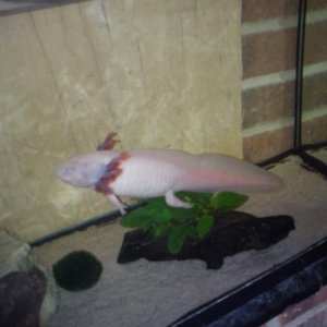 bullet lotl!