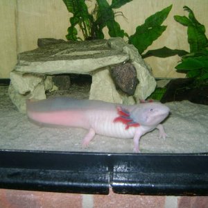fattylotl 21/07/2011