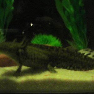 Skyrim the Axolotl