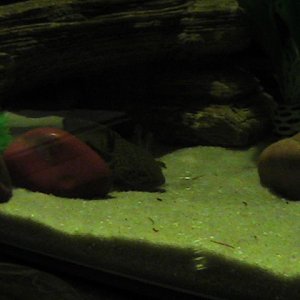 Skyrim the Axolotl