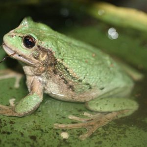 G.riobambae eating a spider