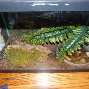 Front shot of the current A. tigrinum habitat.